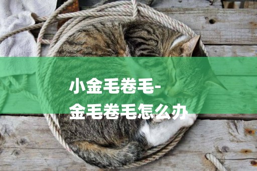 小金毛卷毛-
金毛卷毛怎么辦
