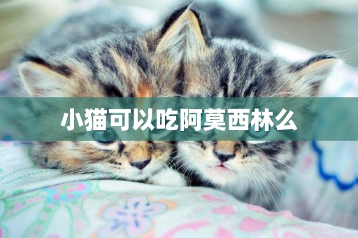 小貓可以吃阿莫西林么