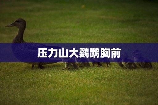 壓力山大鸚鵡胸前