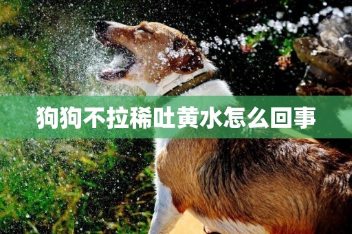 狗狗不拉稀吐黃水怎么回事
