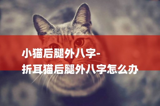 小貓后腿外八字-
折耳貓后腿外八字怎么辦