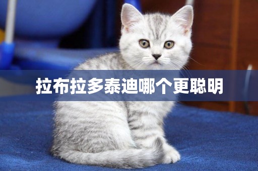 拉布拉多泰迪哪個更聰明