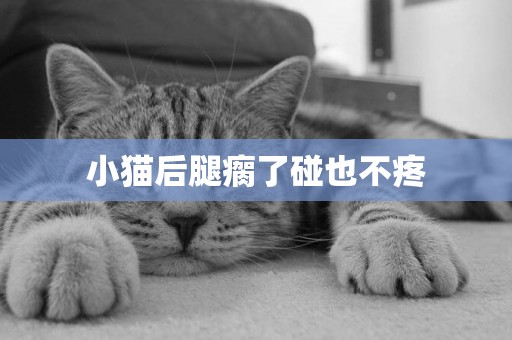 小貓后腿瘸了碰也不疼