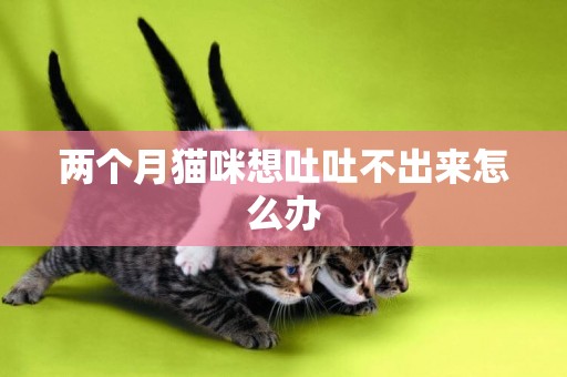 兩個月貓咪想吐吐不出來怎么辦