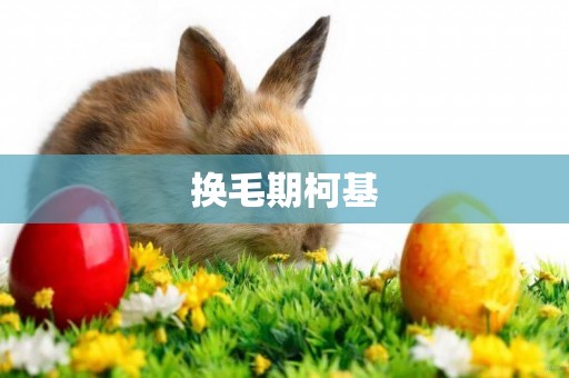 換毛期柯基