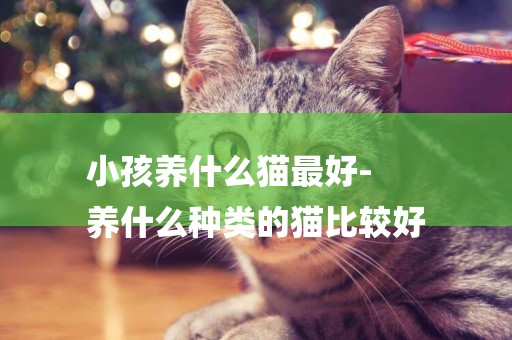 小孩養什么貓最好-
養什么種類的貓比較好