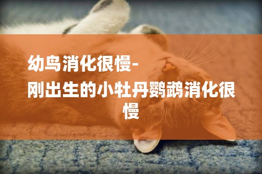 幼鳥消化很慢-
剛出生的小牡丹鸚鵡消化很慢