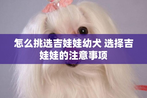怎么挑選吉娃娃幼犬 選擇吉娃娃的注意事項