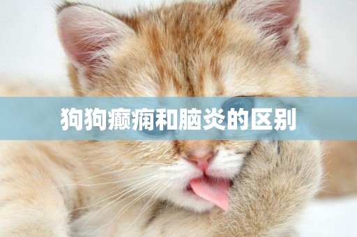 狗狗癲癇和腦炎的區別