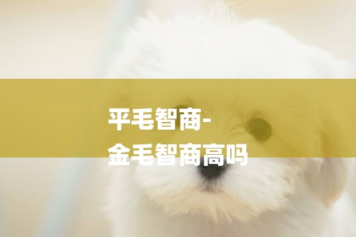 平毛智商-
金毛智商高嗎