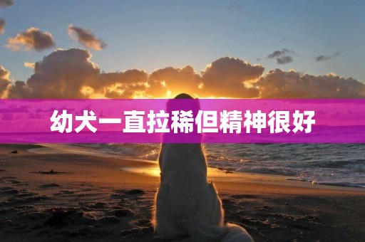 幼犬一直拉稀但精神很好