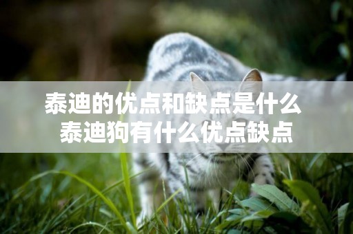 泰迪的優點和缺點是什么 泰迪狗有什么優點缺點