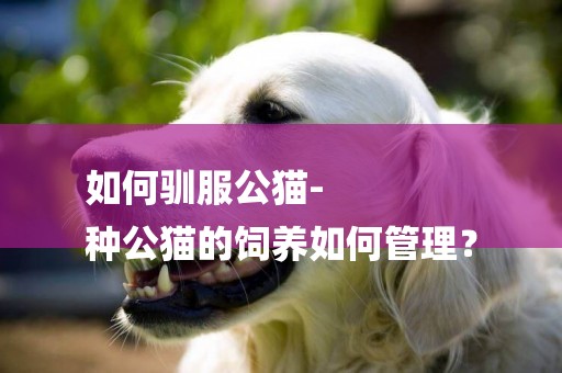如何馴服公貓-
種公貓的飼養如何管理？