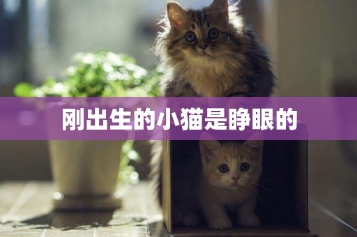 剛出生的小貓是睜眼的