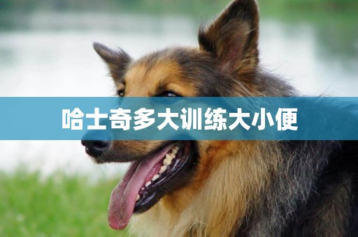 哈士奇多大訓練大小便