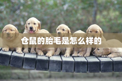 倉鼠的胎毛是怎么樣的