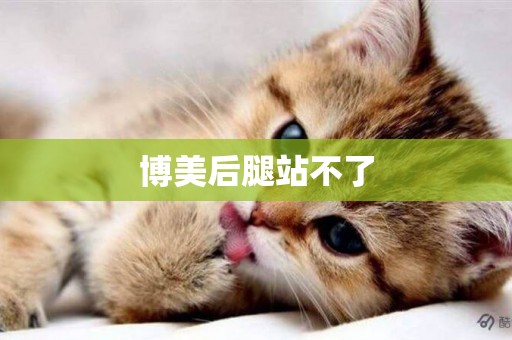 博美后腿站不了