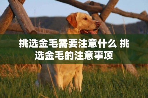 挑選金毛需要注意什么 挑選金毛的注意事項