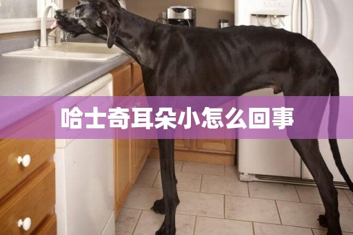 哈士奇耳朵小怎么回事