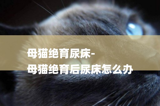 母貓絕育尿床-
母貓絕育后尿床怎么辦
