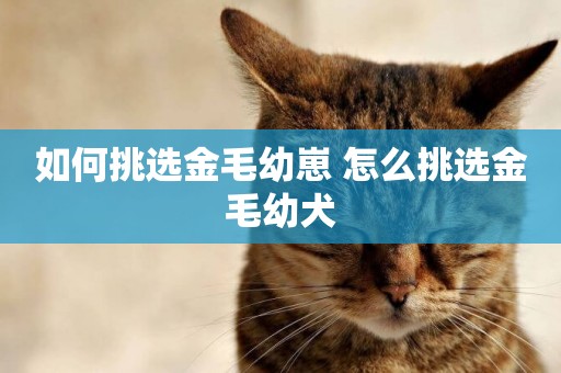 如何挑選金毛幼崽 怎么挑選金毛幼犬