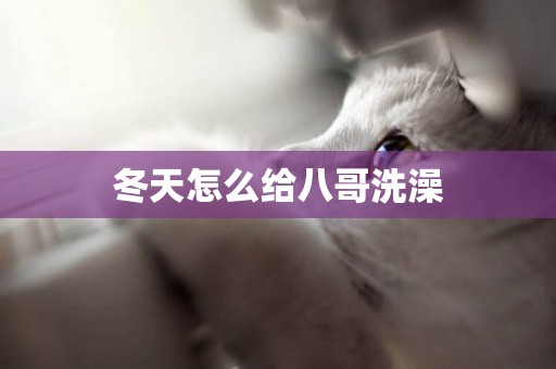 冬天怎么給八哥洗澡
