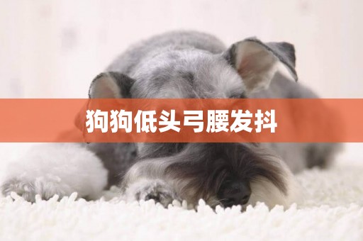 狗狗低頭弓腰發抖