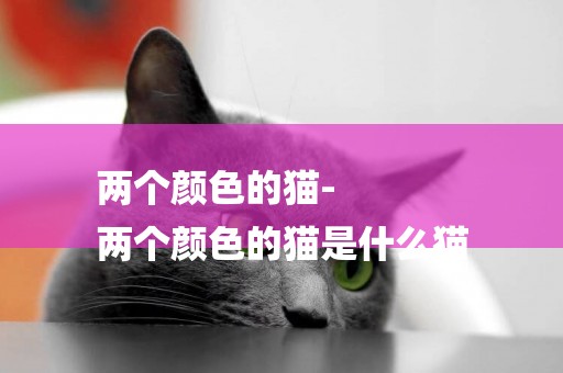 兩個顏色的貓-
兩個顏色的貓是什么貓