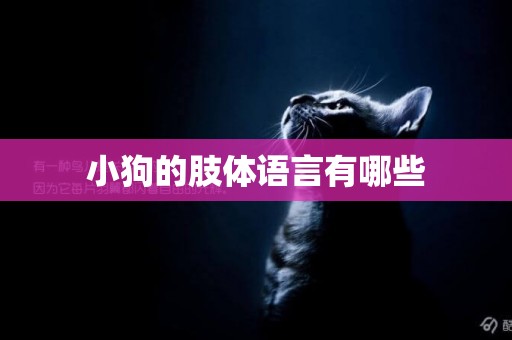小狗的肢體語言有哪些