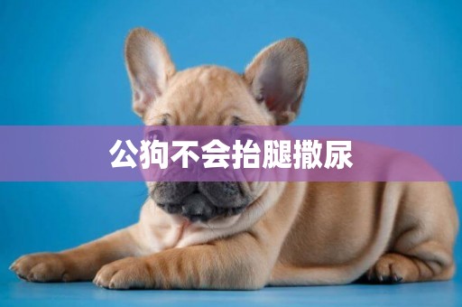 公狗不會抬腿撒尿