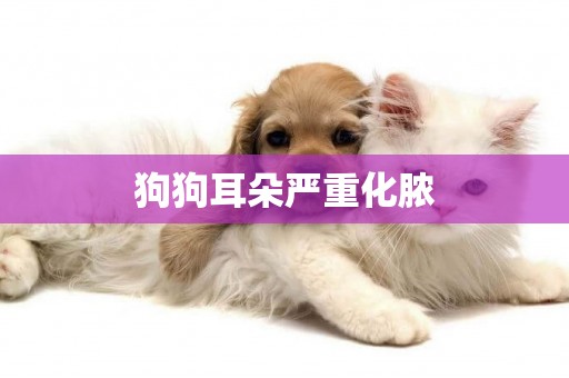 狗狗耳朵嚴重化膿