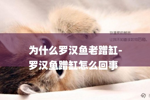 為什么羅漢魚老蹭缸-
羅漢魚蹭缸怎么回事
