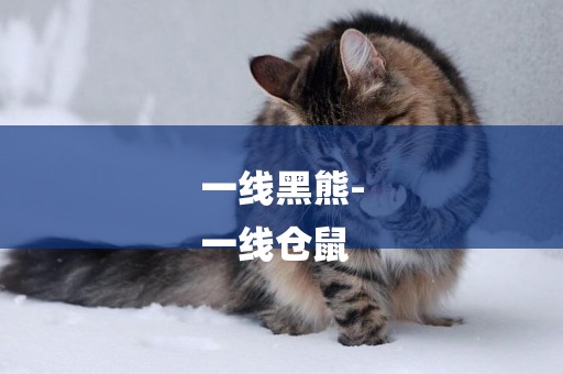 一線黑熊-
一線倉鼠