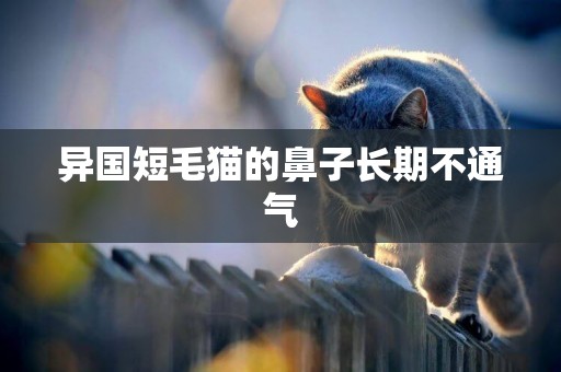 異國短毛貓的鼻子長期不通氣