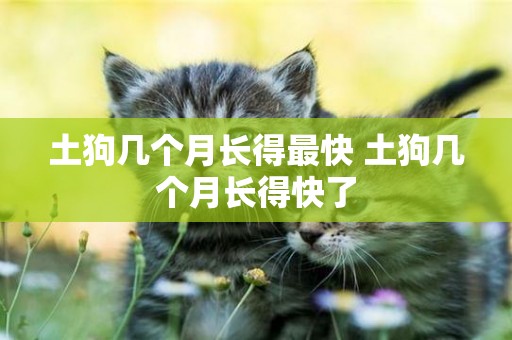 土狗幾個月長得最快 土狗幾個月長得快了