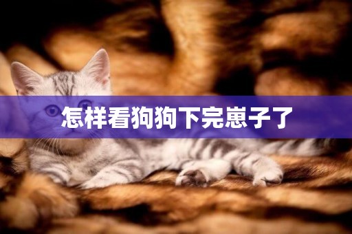 怎樣看狗狗下完崽子了