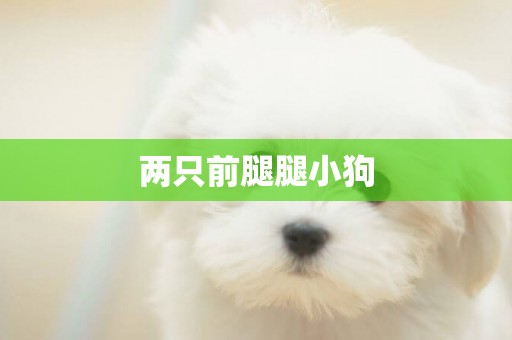 兩只前腿腿小狗