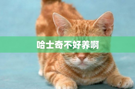 哈士奇不好養啊