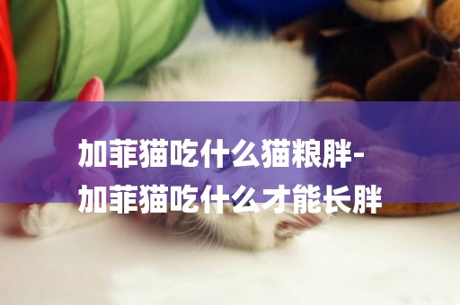 加菲貓吃什么貓糧胖-
加菲貓吃什么才能長胖