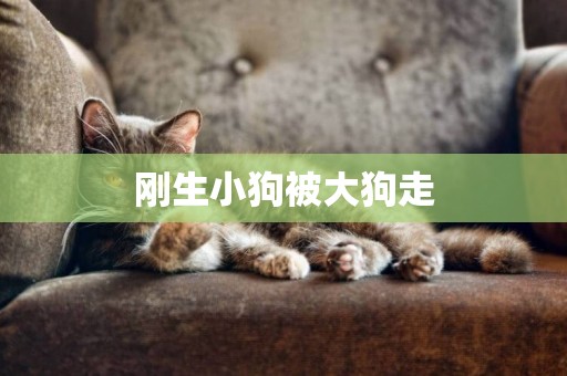 剛生小狗被大狗走