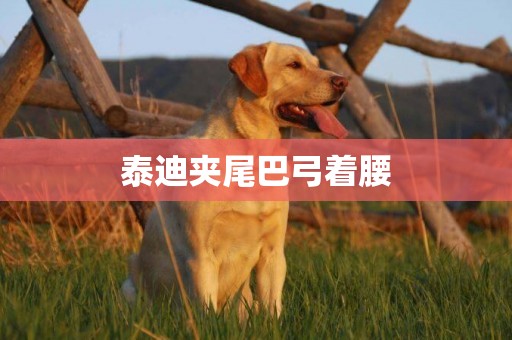 泰迪夾尾巴弓著腰