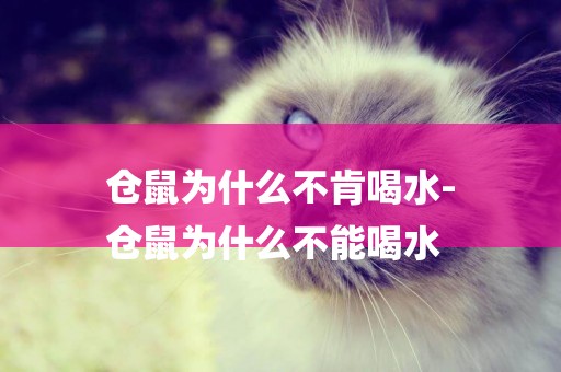 倉鼠為什么不肯喝水-
倉鼠為什么不能喝水