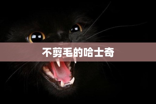 不剪毛的哈士奇