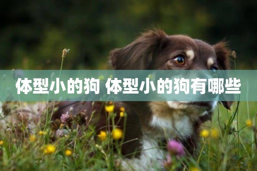 體型小的狗 體型小的狗有哪些
