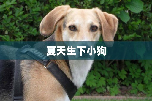 夏天生下小狗