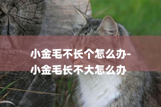小金毛不長個怎么辦-
小金毛長不大怎么辦