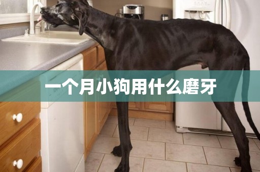 一個月小狗用什么磨牙