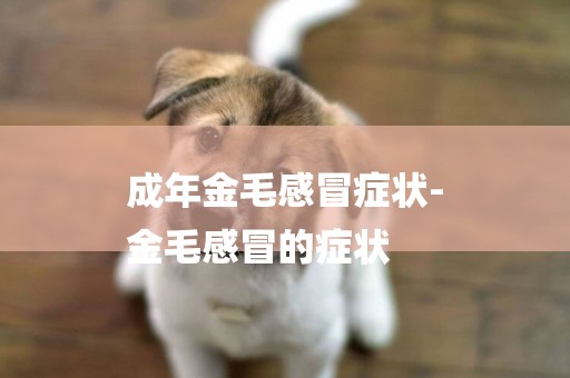 成年金毛感冒癥狀-
金毛感冒的癥狀
