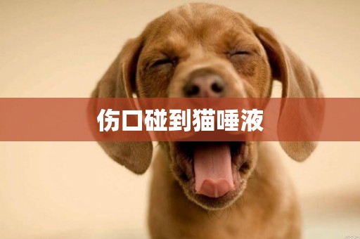 傷口碰到貓唾液