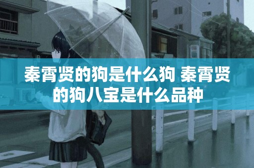 秦霄賢的狗是什么狗 秦霄賢的狗八寶是什么品種